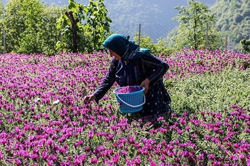برداشت گل گاو زبان در منطقه اشکور گیلان