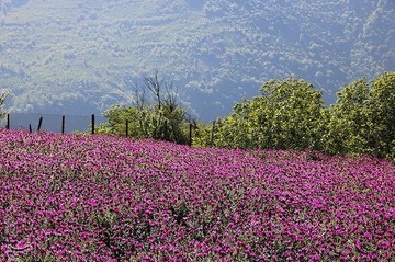 برداشت گل گاو زبان در منطقه اشکور گیلان