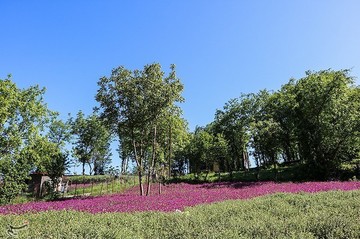 برداشت گل گاو زبان در منطقه اشکور گیلان