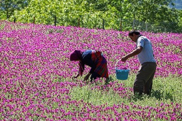 برداشت گل گاو زبان در منطقه اشکور گیلان