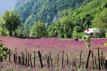 برداشت گل گاو زبان در منطقه اشکور گیلان