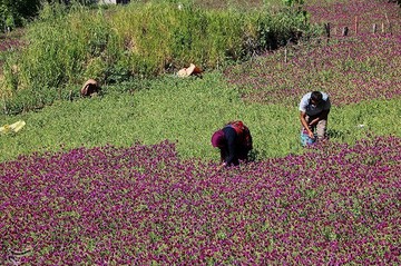 برداشت گل گاو زبان در منطقه اشکور گیلان