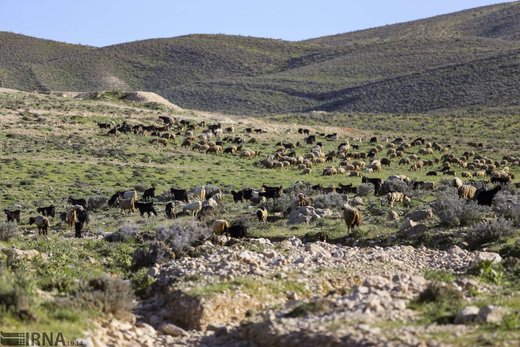 کوچ بهاره عشایر فارس