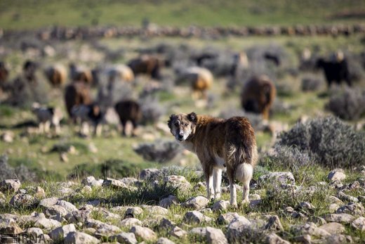 کوچ بهاره عشایر فارس