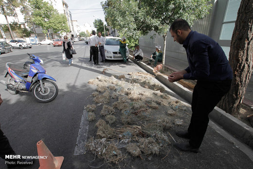 تخریب لانه پرندگان در شیراز