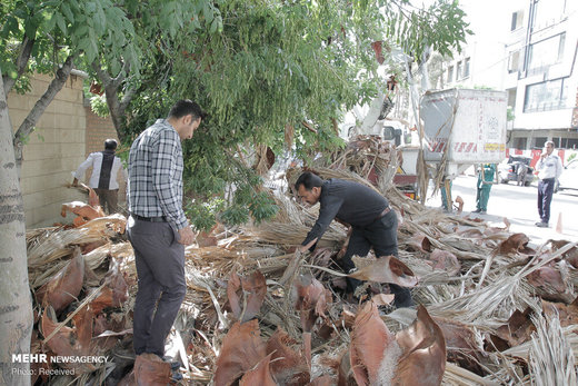 تخریب لانه پرندگان در شیراز