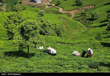 تصاویر | برداشت چای بهاره در گیلان