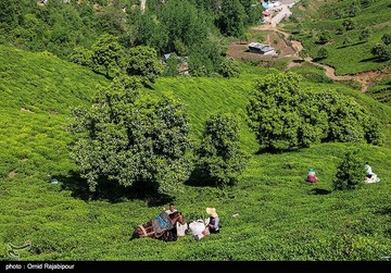 تصاویر | برداشت چای بهاره در گیلان