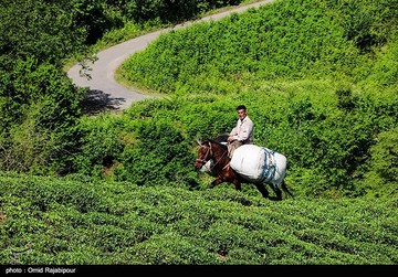 تصاویر | برداشت چای بهاره در گیلان