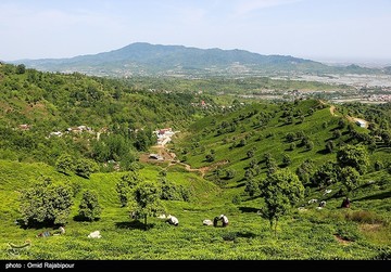 تصاویر | برداشت چای بهاره در گیلان