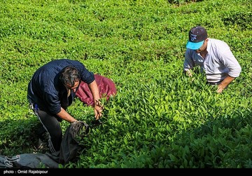 تصاویر | برداشت چای بهاره در گیلان