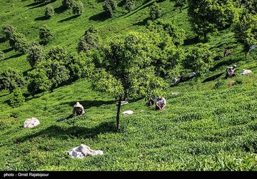 تصاویر | برداشت چای بهاره در گیلان