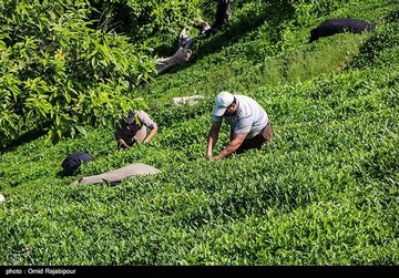 تصاویر | برداشت چای بهاره در گیلان