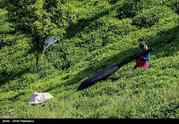 تصاویر | برداشت چای بهاره در گیلان