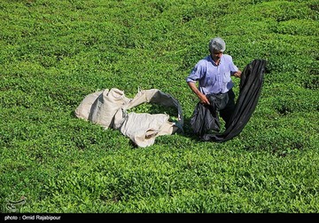 تصاویر | برداشت چای بهاره در گیلان