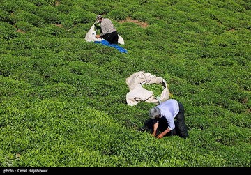 تصاویر | برداشت چای بهاره در گیلان