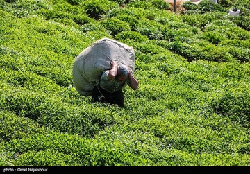 تصاویر | برداشت چای بهاره در گیلان