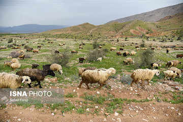سختی زندگی عشایری به روایت تصویر