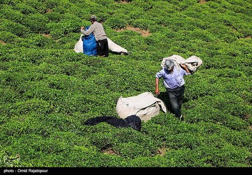 تصاویر | برداشت چای بهاره در گیلان