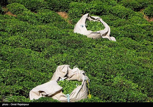 تصاویر | برداشت چای بهاره در گیلان