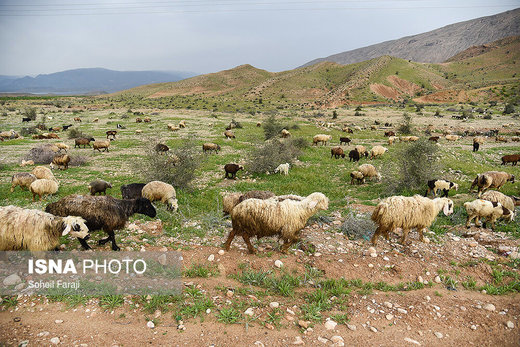 سختی زندگی عشایری به روایت تصویر