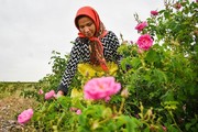 یرگزاری کارگاه‌های آموزشی «گل محمدی و گلاب» برای گردشگران در کاشان