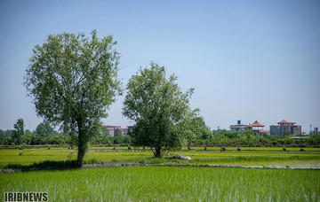 آغاز کشت شالی در شمال ایران