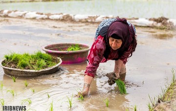 آغاز کشت شالی در شمال ایران