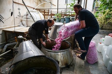 جشنواره گلابگیری در کاشان