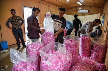 جشنواره گلابگیری در کاشان