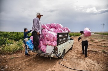 جشنواره گلابگیری در کاشان