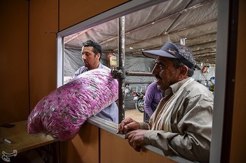 جشنواره گلابگیری در کاشان