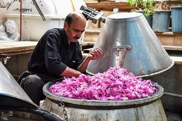 جشنواره گلابگیری در کاشان