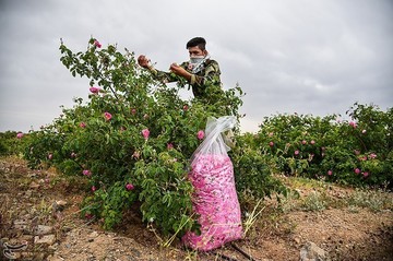 جشنواره گلابگیری در کاشان