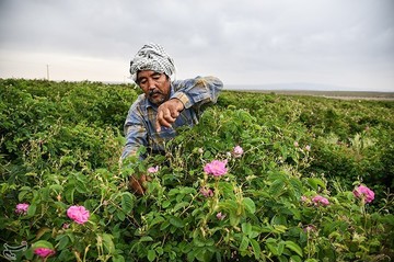 جشنواره گلابگیری در کاشان
