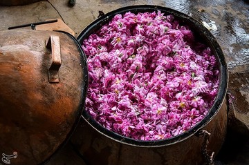 جشنواره گلابگیری در کاشان