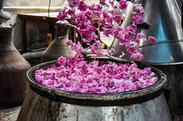 جشنواره گلابگیری در کاشان