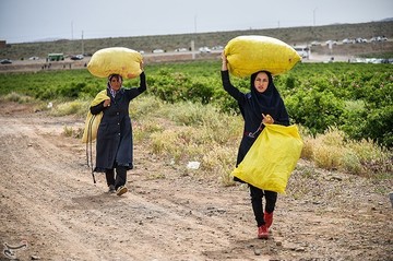 جشنواره گلابگیری در کاشان