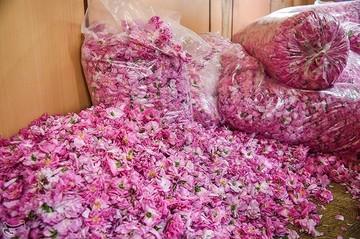 جشنواره گلابگیری در کاشان