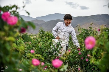 جشنواره گلابگیری در کاشان