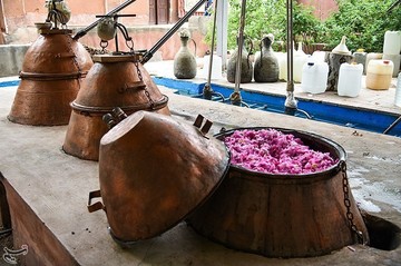 جشنواره گلابگیری در کاشان