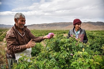 جشنواره گلابگیری در کاشان