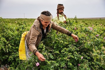 جشنواره گلابگیری در کاشان