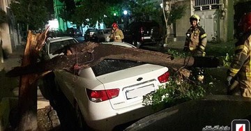 تصاویر | سقوط درخت روی سراتو در اشرفی‌اصفهانی