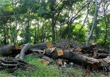 قطع ۱۵۰ درخت کهنسال در اردوگاه فجر همدان
