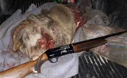 مجازات سنگین برای شکارچی گراز در لرستان