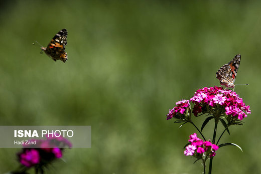 پروانه‌ها در تهران