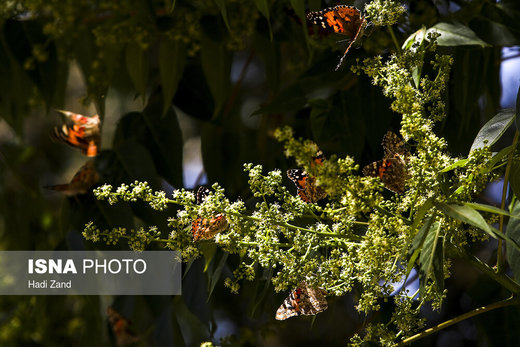 پروانه‌ها در تهران