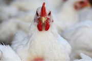 کشف ۱۸ تن مرغ قاچاق در ایلام