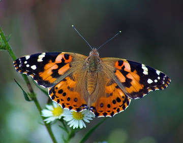 موج دوم حضور پروانه‌ها؛ چه اتفاقی برای محیط‌ زیست رخ می‌دهد؟